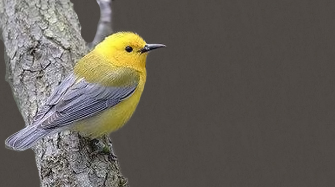 Bird Watching in Randolph County Birdwatching