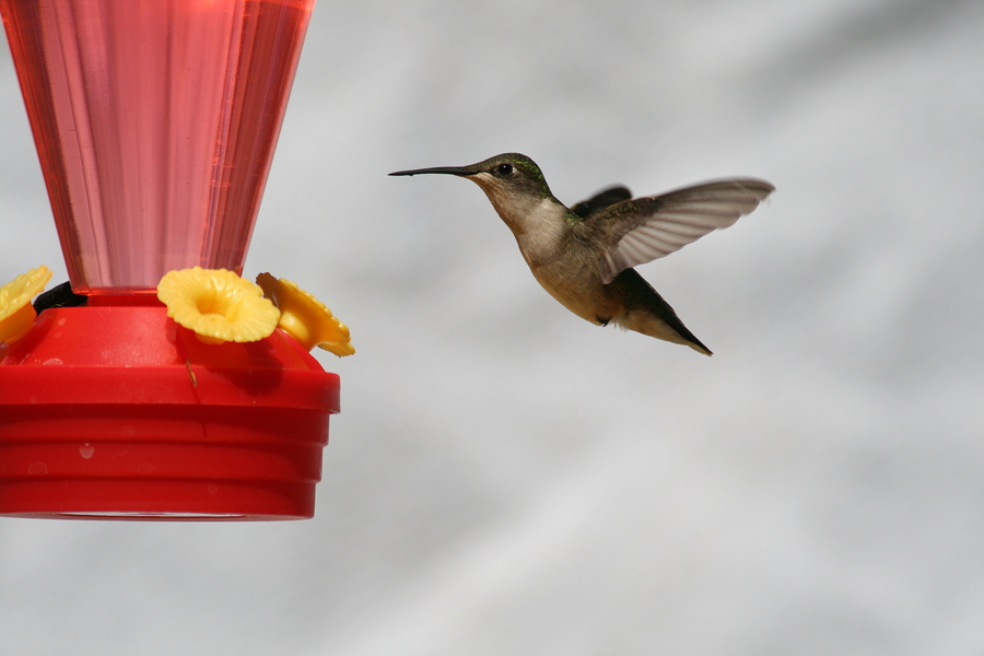 Hummingbird Feeders hummingbirds in Pocahontas, AR